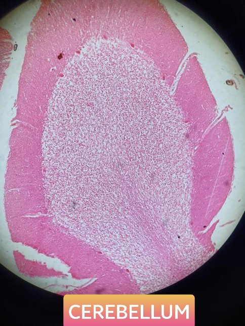 cerebellum histology slide for mbbs 1st year