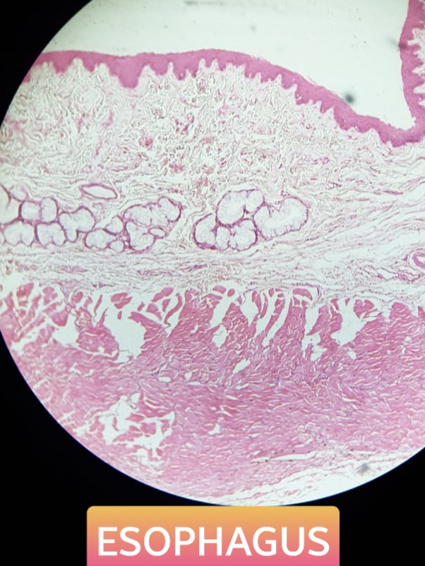 esophagus histology slide for mbbs 1st year