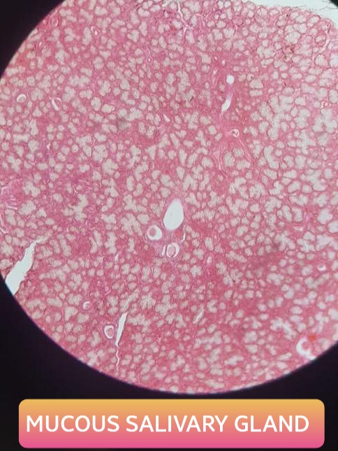 mucous salivary gland histology slide for mbbs 1st year