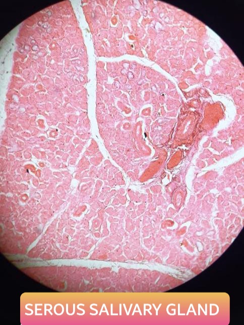serous salivary gland histology slide for mbbs 1st year
