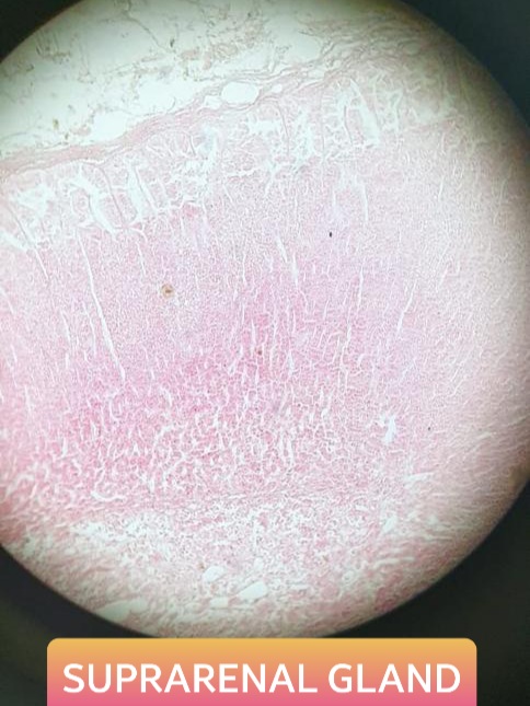 suprarenal or adrenal gland histology slide for mbbs 1st year