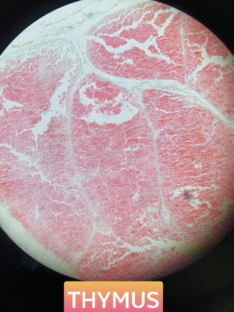thymus histology slide for mbbs 1st year