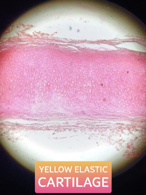 yellow elastic cartilage histology slide for 1st year mbbs